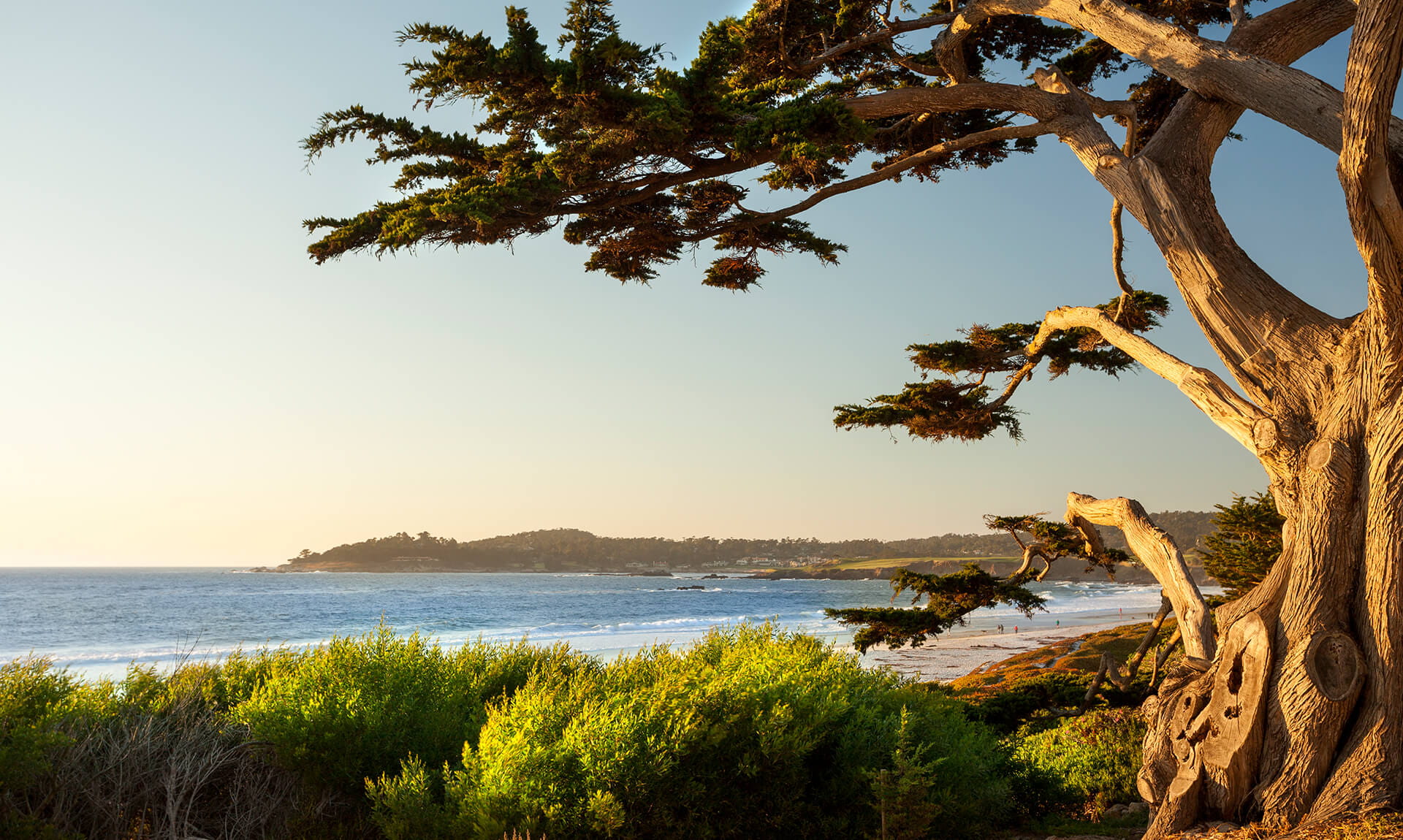Tree on cliff edge sunrise